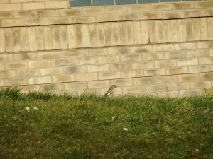 ..cause I like ... Birds :)